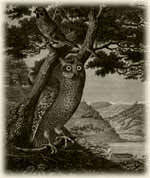 A picture of the owl, caught on a ship near the Japanese coast (The Atlas of the-round-the-world travel of Captain Kruzenshtern)