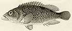 Variegated perch (The Atlas of the-round-the-world travel of Captain Kruzenshtern)